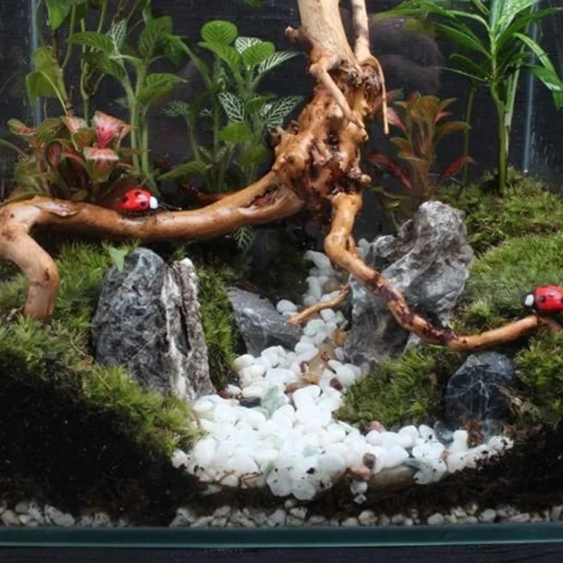 Natürlicher Baumstamm Treibhol – Marine Aquarium All In One Bewertung und Preis