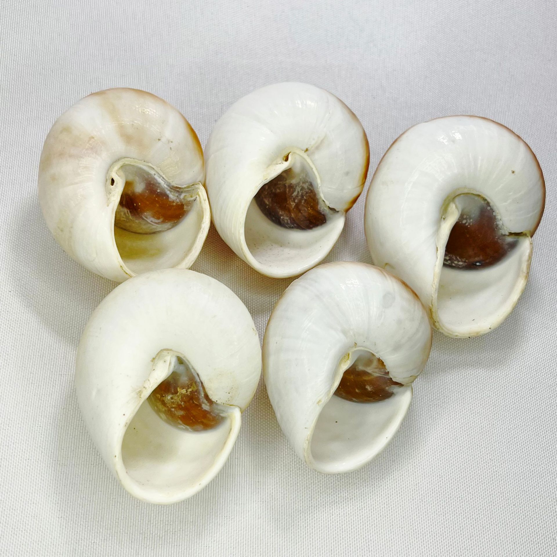 Natürliche Bulla-Muschel - Bro – Marine Aquarium Hermit Crab Bewertung und Preis