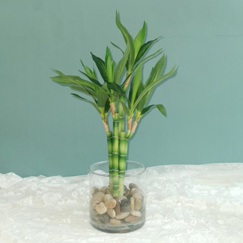 Neue 40cm Künstliche Glücksbam – Aquarium Marine Plants Bewertung und Preis