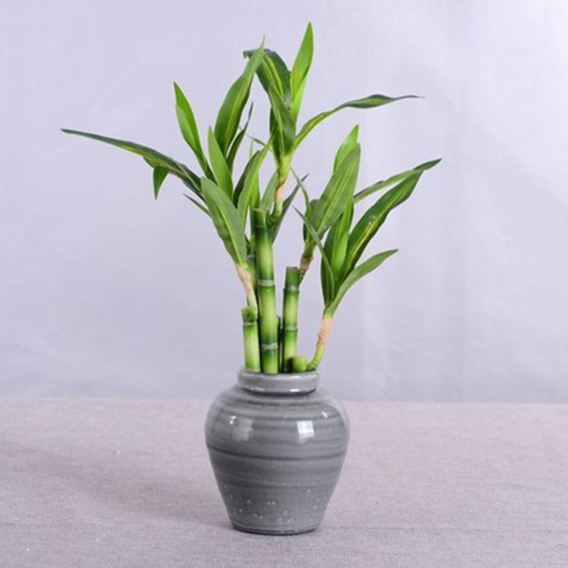 Neue 40cm Künstliche Glücksbam – Aquarium Marine Plants Bewertung und Preis