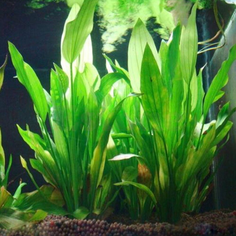 15cm künstliches Aquarium Deko – Marine Aquarium All In One Bewertung und Preis