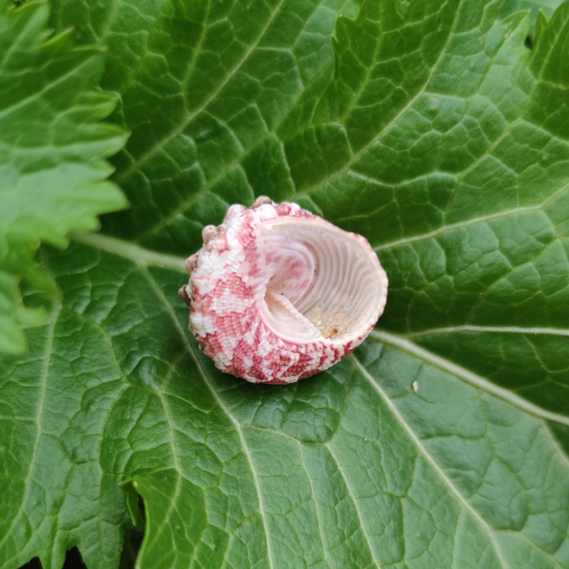 Natürliche Ferraria Gallina Mu – Marine Aquarium Hermit Crab Bewertung und Preis