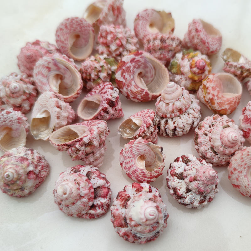 Natürliche Ferraria Gallina Mu – Marine Aquarium Hermit Crab Bewertung und Preis