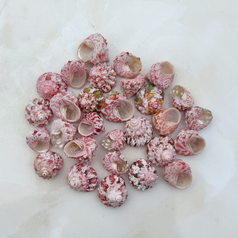 Natürliche Ferraria Gallina Mu – Marine Aquarium Hermit Crab Bewertung und Preis