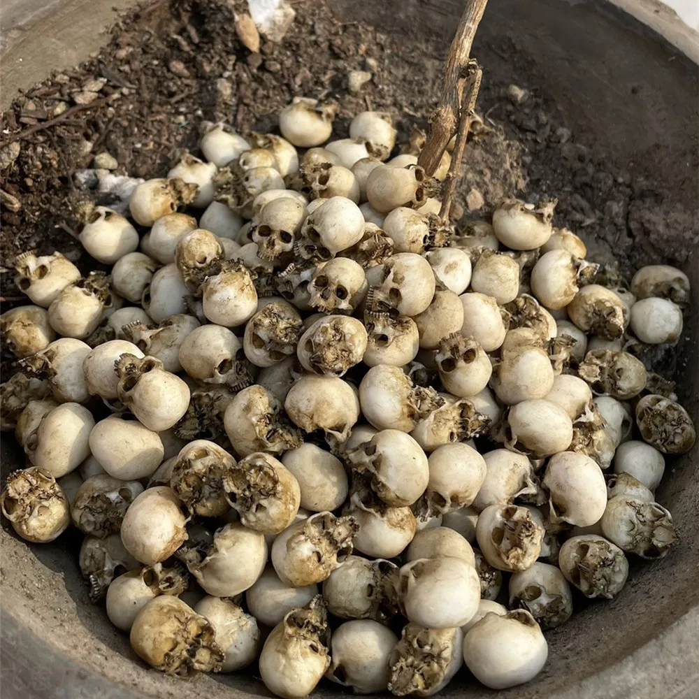 Mini-Schädel, hochwertiges Min – Aquarium Marine Plants Bewertung und Preis