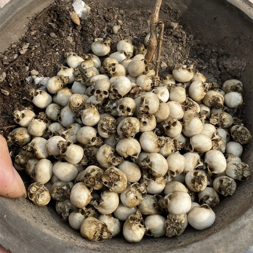 Mini-Schädel, hochwertiges Min – Aquarium Marine Plants Bewertung und Preis