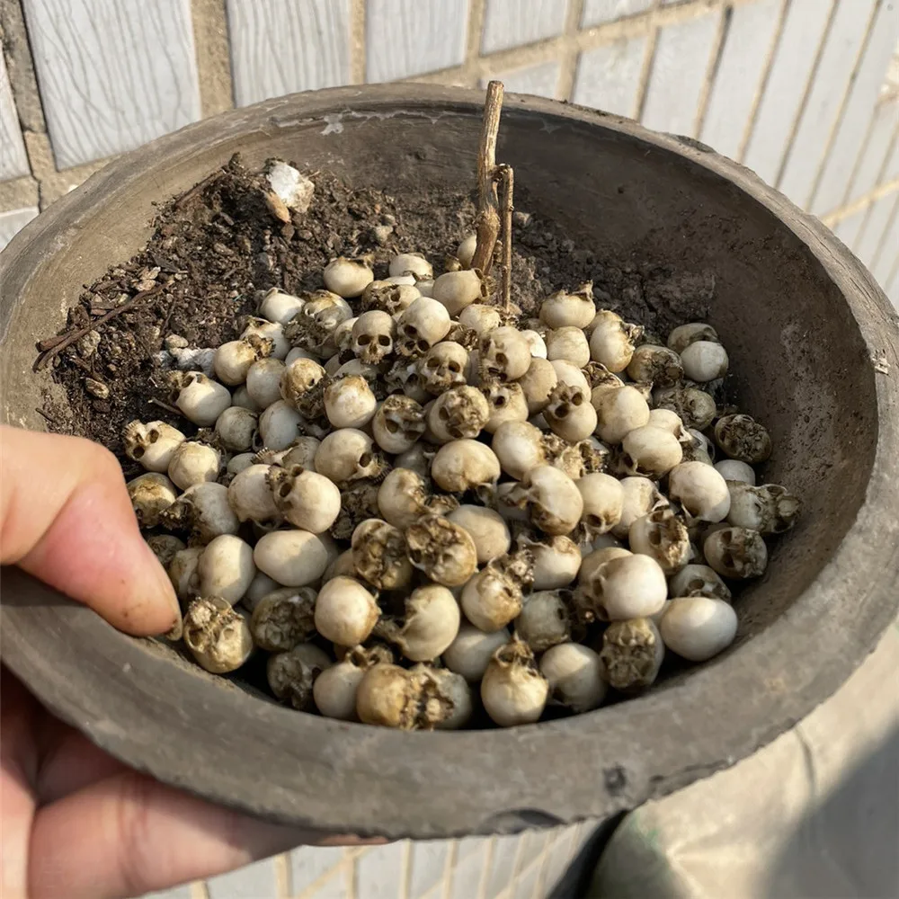 Mini-Schädel, hochwertiges Min – Aquarium Marine Plants Bewertung und Preis