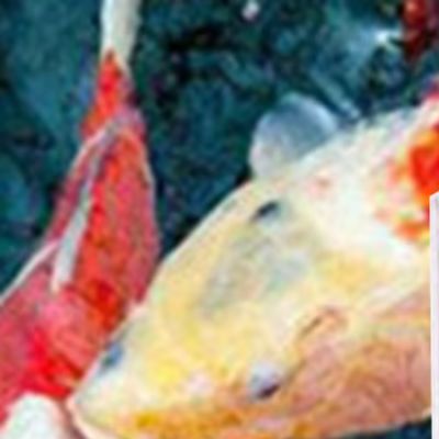 Salinitätsmessgerät für Meerwa – Marine Aquarium Hydrometer Bewertung und Preis