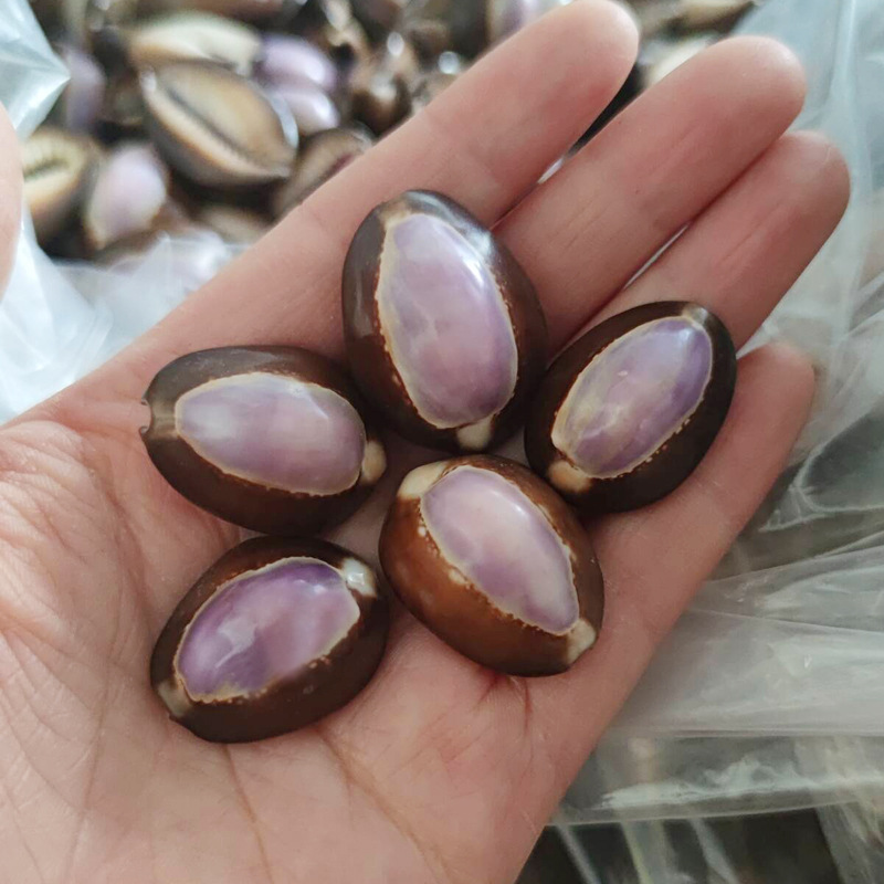 Natürliche Cypraea Carnola Mus – Marine Aquarium Hermit Crab Bewertung und Preis