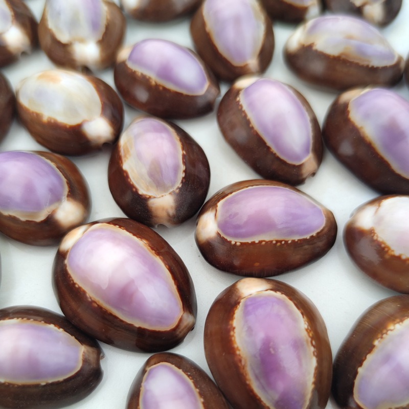 Natürliche Cypraea Carnola Mus – Marine Aquarium Hermit Crab Bewertung und Preis