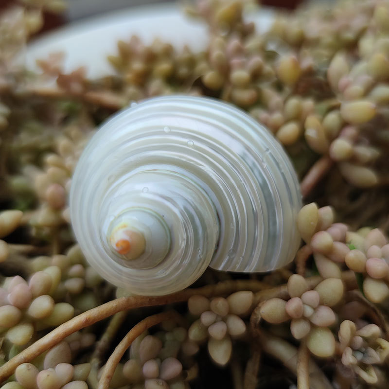 Natürliche Turbo marmoratus Mu – Marine Aquarium Hermit Crab Bewertung und Preis