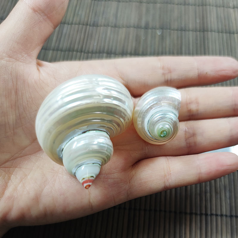Natürliche Turbo marmoratus Mu – Marine Aquarium Hermit Crab Bewertung und Preis