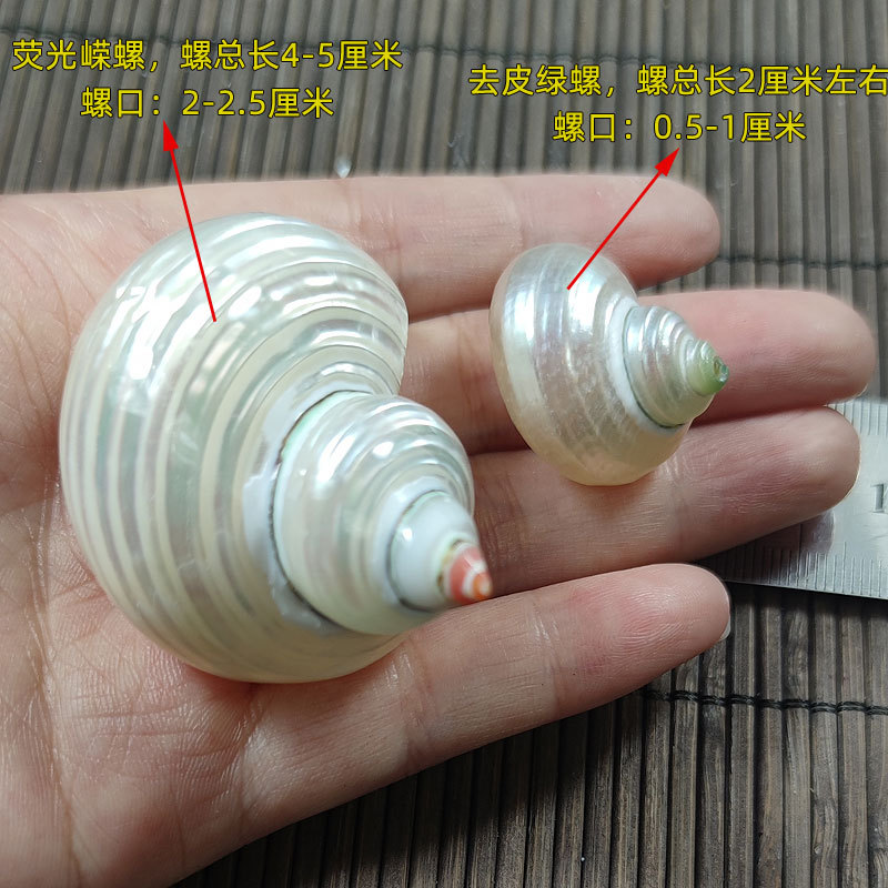 Natürliche Turbo marmoratus Mu – Marine Aquarium Hermit Crab Bewertung und Preis