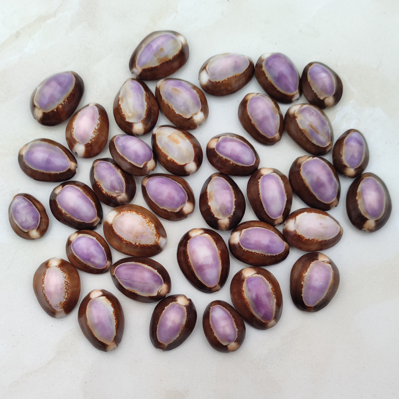 Natürliche Cypraea carneola Mu – Marine Aquarium Hermit Crab Bewertung und Preis