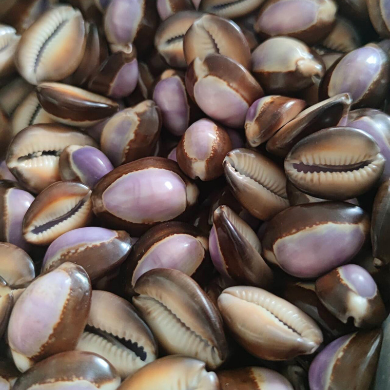 Natürliche Cypraea carneola Mu – Marine Aquarium Hermit Crab Bewertung und Preis